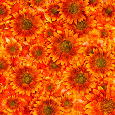Blossom Earthwalker Sunflowers