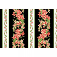 Gladiolus Border Stripe