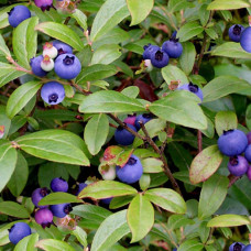 Berry Good Blueberries