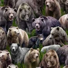 Wilderness Bears
