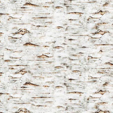 Earthly Delights Birch