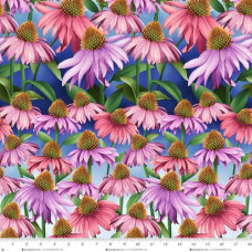 Blissful Blooms Echinacea