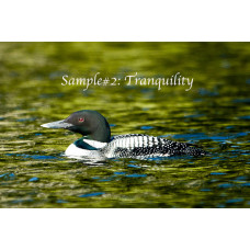 Tranquility Loon Card