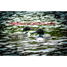 Loons in Love